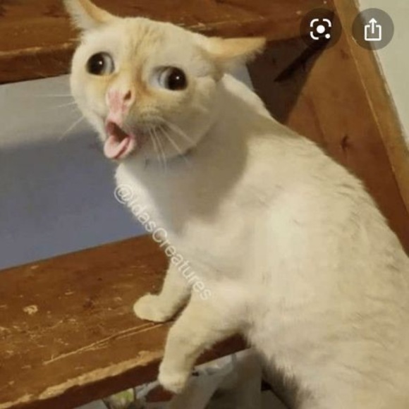 Meet your Posher, Sabrina - Picture 1 of 1